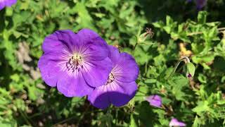 Geranium Rozanne Storchschnabel [upl. by Henrietta]