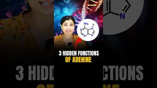 3 Hidden functions of Adenine neetbiology neet2024 riturattewal neet [upl. by Ardussi722]