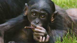 Chimpanzees Amazing Facts You Need to Know [upl. by Hunt]