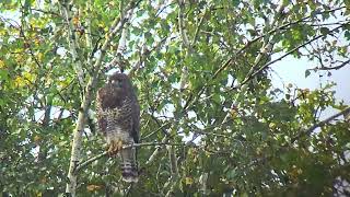 Filmpje 1 van een buizerd in het Prinsenpark Donderdag 26 september 2024 [upl. by Aneehsor]