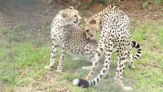 Male and Female Cheetah at Kisumu Impala Sanctuary [upl. by Enailil]