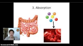 Ingestion digestion absorption and elimination [upl. by Nolyd]