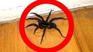 Black Spider With Alien Eyes Gets A Morning Surprise [upl. by Acquah]