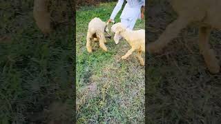 sheep breeding katahdin sheep breeding sheepbreeds breedingprogress goatbreeding trending [upl. by Lesko]