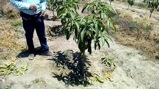 PODA Y FERTILIZACION EN MANGO KENT 042019 [upl. by Ydnac497]