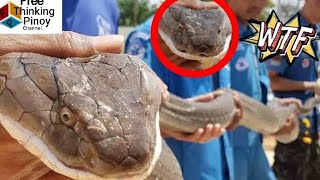 TOP 7 PINAKA MALAKING KING COBRA NA NAHULI NG MGA TAO  Cobra Facts Amazing Moment [upl. by Mackenie]