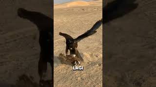 Peregrine falcon vs burung jalak shorts [upl. by Arek]