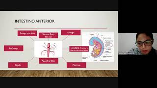 Embriologia do Sistema DigestivoCavidade Abdominal [upl. by Riti662]