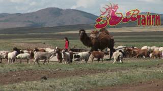 Дикая Монголия Часть 2 Wild Mongolia Part 2 HD [upl. by Kohsa]