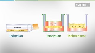 Mucociliary Differentiation of Primary Bronchial Epithelial Cells in AirLiquid Interface Cultures [upl. by Kirad]