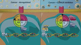 Cell cycle inhibitors  CDK46 inhibitors [upl. by Arehs]