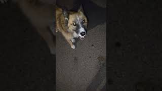 Fox Dog so cuteee 😭💗💗 doglover dogshorts dogsofyoutube dogs [upl. by Nrev]