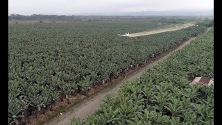 AGRONOTICIAS Oxfam Alemania denuncia las condiciones de producción bananeras de Ecuador y Costa Rica [upl. by Eelytsirk]