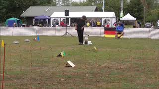 Rally Obedience SV RO Deutsche Meisterschaft in Teublitz Klasse 2 mit Cleo [upl. by Maryrose]