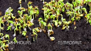 Cress Seeds Germination and Growth Timelapse [upl. by Eirbua]