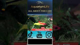 gold torpedo fish barb denisoni aquarium fishtank new clip ytshorts youtube shorts [upl. by Odlanra]