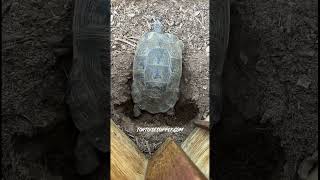 Female Marginated tortoise finishing and then covering up and hiding her nest of eggs [upl. by Maxwell]