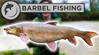 How To Catch BARBEL  A Simple Guide To Barbel Fishing [upl. by Lenox725]