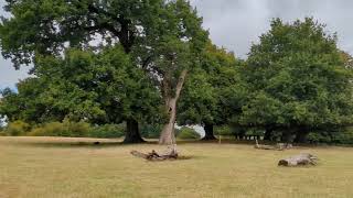 In Knole Park [upl. by Bugbee303]