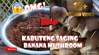 Actual planting banana mushroom kabuteng saging [upl. by Aloz]