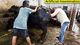 Artificial Insemination of Cattle  Buffalo Video  Buffalo Heat  Veterinary Doctor  Dairy Farm [upl. by Maite]