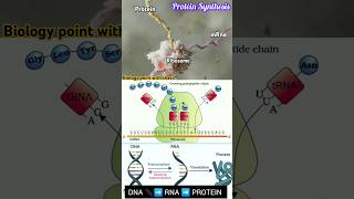 🔴 Protein Synthesis 🧬🤯🎯 biologynotes NEET  CBSE Translation [upl. by Morell]