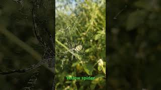 yellow garden spider Found in Yeldari dam area in Maharashtra trapdoorspider funnelwebspiders [upl. by Derzon]