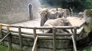 Kampf der Elefanten im Wuppertaler Zoo 25082012 [upl. by Carolan]