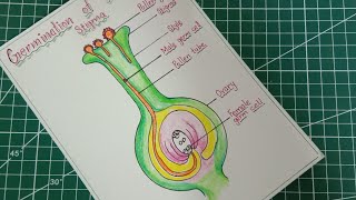 How to draw Germination of pollen on stigma  Labeled diagram of pollen grain germination on stigma [upl. by Cristine]