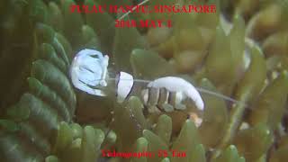 Anemone shrimp at Pulau Hantu Singapore 2018 May 1 [upl. by Jallier]