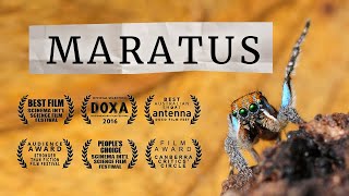 MARATUS awardwinning peacock spider documentary [upl. by Cormick391]