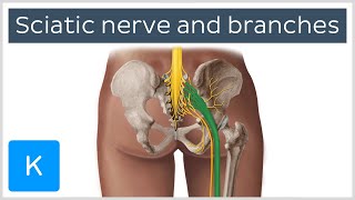 Sciatic nerve branches course and clinical significance  Human Anatomy  Kenhub [upl. by Aritak]