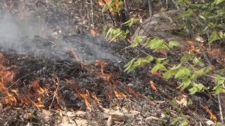 Maine Forest Service holds controlled burn in Lakeview Plantation [upl. by Ytineres]