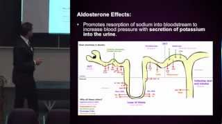 HighBlood Pressure Diuretics Function and SideEffects 210 [upl. by Shulock]