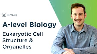 Eukaryotic Cell Structure amp Organelles  Alevel Biology  OCR AQA Edexcel [upl. by Ener635]