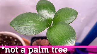 ZAMIA furfuracea  HOW TO PROPAGATE CARDBOARD PALM FROM CUTTINGS  PlantPiece Ep02 [upl. by Okir126]