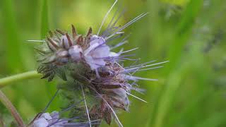 Phacelia tanacetifolia [upl. by Aros366]