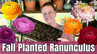 🌸 PreSprouting Ranunculus For Fall Planting  Harvesting Eggplant amp Peppers in Texas Zone 8 [upl. by Euqor]