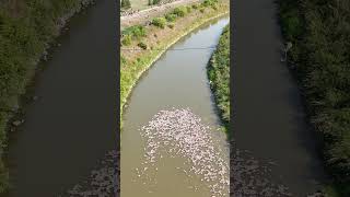 Lumsden duck derby today [upl. by Abibah]