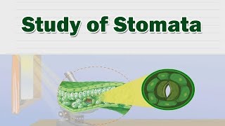 Study of stomata  Structure And Working Of Stomata  Science Lab [upl. by Rola]