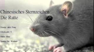 Chinesisches Sternzeichen die Ratte und ihre Eigenschaften Ratten sind geborene Familienmenschen [upl. by Ytsihc]