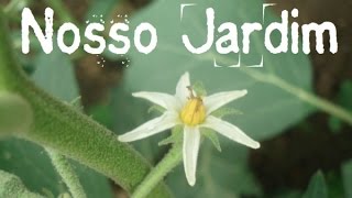 Jardim novo frutas e flores misturadas  Diário de uma mudança [upl. by Libna]