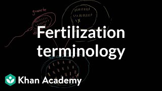 Fertilization terminology gametes zygotes haploid diploid  MCAT  Khan Academy [upl. by Darom371]