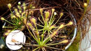 Drosera Intermedia Tropical forms Sundews Carnivorous Plants [upl. by Knute]