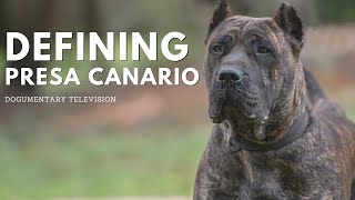 DEFINING THE PRESA CANARIO [upl. by Ivett]