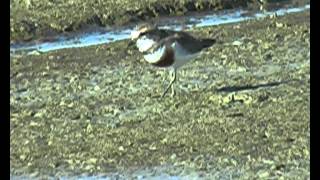 New Zealand Birds Banded Dotterel Charadrius bicinctis feeding [upl. by Desdamona]