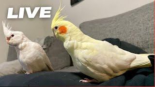 Tips How To Tame Your Cockatiel [upl. by Nakah717]