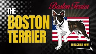 Boston Terrier History and Breed Facts [upl. by Nmutua]