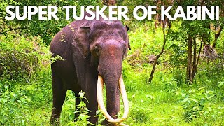 Biggest Tusker of Kabini  Kabini Jungle Safari  Nagarhole Tiger Reserve ExplorerNaba [upl. by Tallou]