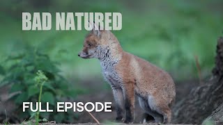 Cannibalism in Urban Fox Den  Bad Natured  BBC Earth [upl. by Kcirrem]